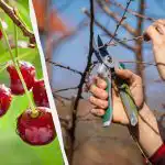 Preskočite ovaj trenutak - i neće biti žetve: kada i