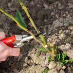 Proljetna rezidba ruža potiče cvjetanje: ljeti će cvjetati kao nikada