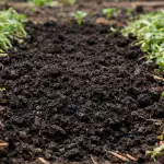 Proljetna zelena gnojidba pretvorit će iscrpljeno tlo u idealnu crnicu za tri tjedna proljetna-zelena-gnojidba-pretvorit-ce-iscrpljeno-tlo-u-idealnu-crnicu.png