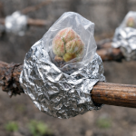 Proljetni mraz više vas neće lišiti berbe grožđa proljetni-mraz-vise-vas-nece-lisiti-berbe-grozda.png