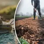 Puževi će zauvijek nestati: glavna pogreška vrtlara