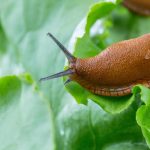 Puževi puževi uništavali su vrt dok u njemu nije zasađen