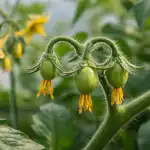 Rajčice cvjetaju uzalud i bacaju jajnike u proljeće rajcice-cvjetaju-uzalud-i-bacaju-jajnike-u-proljece.png