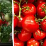 Rajčice na prozorskoj dasci mogu se uzgajati iz jedne svježe: