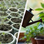 Rast će skokovima i granicama: kako zalijevati novonastale sadnice