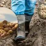 Razočarat će vas prinosom i kvalitetom gomolja: koje je sorte