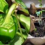 Sadnice će niknuti unutar 24 sata: jednostavan način za uzgoj