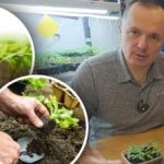 Sadnice venu nakon presađivanja: tri glavna uvjeta za uspješno branje Sadnice venu nakon presađivanja: tri glavna uvjeta za uspješno branje