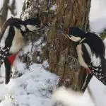 Samo promatranje ptica može usporiti starenje mozga, tvrde znanstvenici