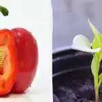 Sjeme će brže niknuti: u što potopiti rajčice, paprike i