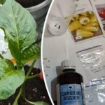 Sjeme će niknuti brže: jednostavna metoda bez skupih stimulansa