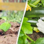 Sjeme tikvica možete početi saditi tek od ovog dana: ni ranije ni kasnije Sjeme tikvica možete početi saditi tek od ovog dana: ni