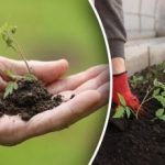 Sjetveni kalendar za ožujak 2026.: točni rokovi sjetve i sadnje Sjetveni kalendar za ožujak 2026.: točni rokovi sjetve i sadnje