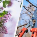 Škare za orezivanje mogu pričekati: 6 biljaka koje se nikako