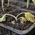 smrtonosna-pogreska-pri-uzgoju-presadnica-kupusa-uzrokuje-susenje-biljaka-pred.png