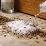 Soda i ocat protiv mrava ili kako sam u proljeće zauvijek istjerala nepozvane goste iz kuće soda-i-ocat-protiv-mrava-ili-kako-sam-u-proljece.png