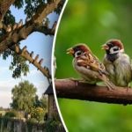 Stare metode protiv novih trikova - kako zaštititi svoj vrt