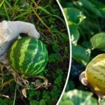 Što će se dogoditi ako posadite dinje i lubenice jednu pored druge: 3 razloga zašto to učiniti 2026. Što će se dogoditi ako posadite dinje i lubenice jednu