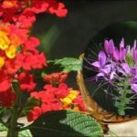 Što je bolje ne saditi u gredicu: popis problematičnih godišnjih