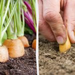 Što posaditi pored mrkve: najbolji i najgori susjedi u vrtu