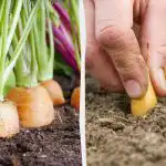 Što posaditi pored mrkve: najbolji i najgori susjedi u vrtu