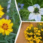 Što posijati u ožujku: 6 cvjetova koji će krasiti vrt