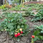 Što se događa ako ne podrežete brkove jagodama prije rujna: berba je u opasnosti sto-se-dogada-ako-ne-podrezete-brkove-jagodama-prije-rujna.jpg