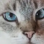 Što se događa ako se ne igrate s mačkom ili psom: etolog o tihoj degradaciji psihe sto-se-dogada-ako-se-ne-igrate-s-mackom-ili.jpg