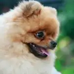 Što se događa ako se prema ljubimcu ponašate kao prema djetetu: neočekivane posljedice pretjerane zaštite sto-se-dogada-ako-se-prema-ljubimcu-ponasate-kao-prema.jpg