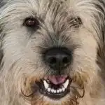 Što se događa ako svom psu ne dopustite da njuši dok šeta: ušteđeni trošak minuta sto-se-dogada-ako-svom-psu-ne-dopustite-da-njusi.jpg