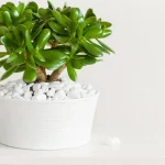 Što treba stablu novca u ožujku: jednostavni savjeti za bujan rast sto-treba-stablu-novca-u-ozujku-jednostavni-savjeti-za-bujan.webp.webp