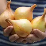 Sve o uzgoju luka u vašem vrtu: stručnjaci su prikupili