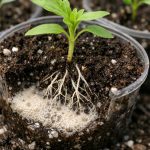 Tajna moćne sadnice počinje korištenjem običnog kvasca tajna-mocne-sadnice-pocinje-koristenjem-obicnog-kvasca.png