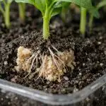 Tajna moćnih sadnica iz obične kocke kvasca tajna-mocnih-sadnica-iz-obicne-kocke-kvasca.png