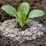 Tajna preživljavanja sadnica kupusa kada se iznenada presele u vrt tajna-prezivljavanja-sadnica-kupusa-kada-se-iznenada-presele-u-vrt.png