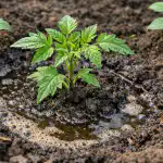 Tajna snažnog pokretanja biljaka pomoću proljetne infuzije stajnjaka tajna-snaznog-pokretanja-biljaka-pomocu-proljetne-infuzije-stajnjaka.png