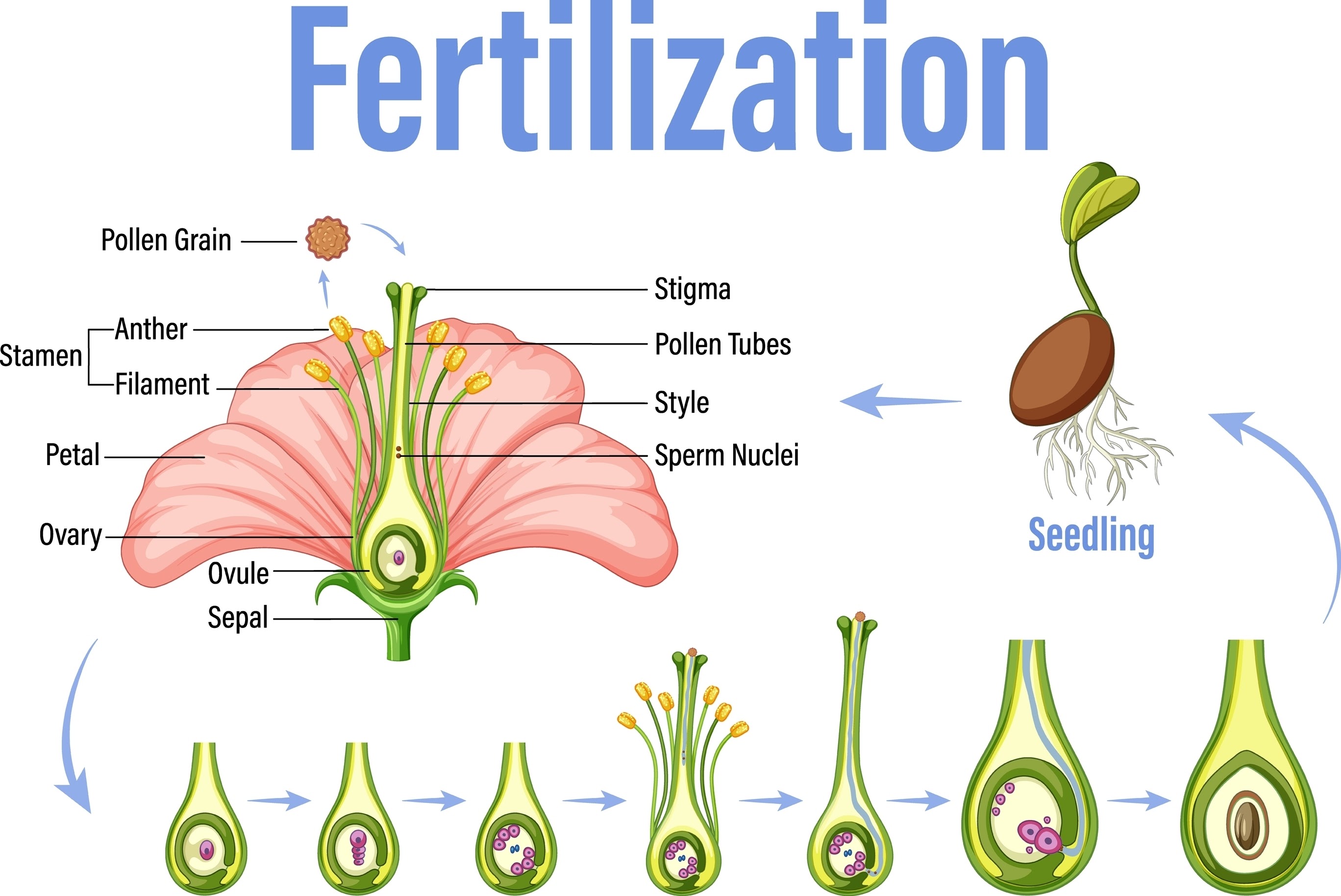 postupak gnojidbe sadnica, do AI tạo