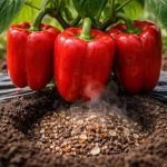 tajna-teskih-plodova-ili-kako-da-paprika-naraste-duplo-veca.png
