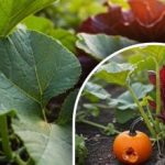 Tajna velike žetve bundeve: što učiniti sa sjemenkama prije sadnje