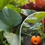 Tajna velike žetve bundeve: što učiniti sa sjemenkama prije sadnje Tajna velike žetve bundeve: što učiniti sa sjemenkama prije sadnje