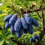 Tajna velikih bobica leži u proljetnom orezivanju grma tajna-velikih-bobica-lezi-u-proljetnom-orezivanju-grma.png