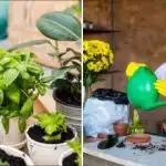 Tlo također ima rok trajanja: kako znati je li se