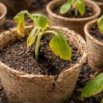 Tresetna zamka za krastavce uništava vaše sadnice i prije sadnje tresetna-zamka-za-krastavce-unistava-vase-sadnice-i-prije-sadnje.png