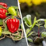 Uberite 2 kg paprike iz jedne sadnje: što posijati u