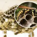 Umorni ste od osa u vašem dvorištu - jednostavan način