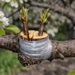 Usamljena kruška bit će preplavljena berbom nakon jednog trika cijepljenja usamljena-kruska-bit-ce-preplavljena-berbom-nakon-jednog-trika-cijepljenja.png