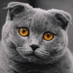 Veterinar otkriva koje popularne pasmine mačaka nikada ne bi imao zbog njihove osobnosti. veterinar-otkriva-koje-popularne-pasmine-macaka-nikada-ne-bi-imao.webp.webp