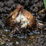 Višak vlage ubija cvjetanje tulipana čak i prije početka proljeća visak-vlage-ubija-cvjetanje-tulipana-cak-i-prije-pocetka-proljeca.png