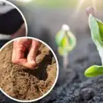 Vrtlarov lunarni kalendar za travanj: što i kada posaditi u