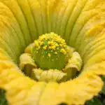 Zamka za sjenu i tajna metoda za spremanje jajnika bundeve u proljeće zamka-za-sjenu-i-tajna-metoda-za-spremanje-jajnika-bundeve.png